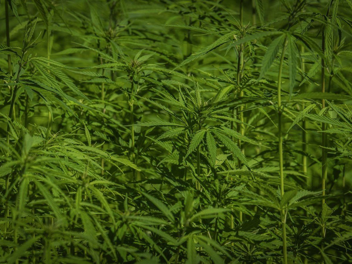 Cannabis plants growing under light